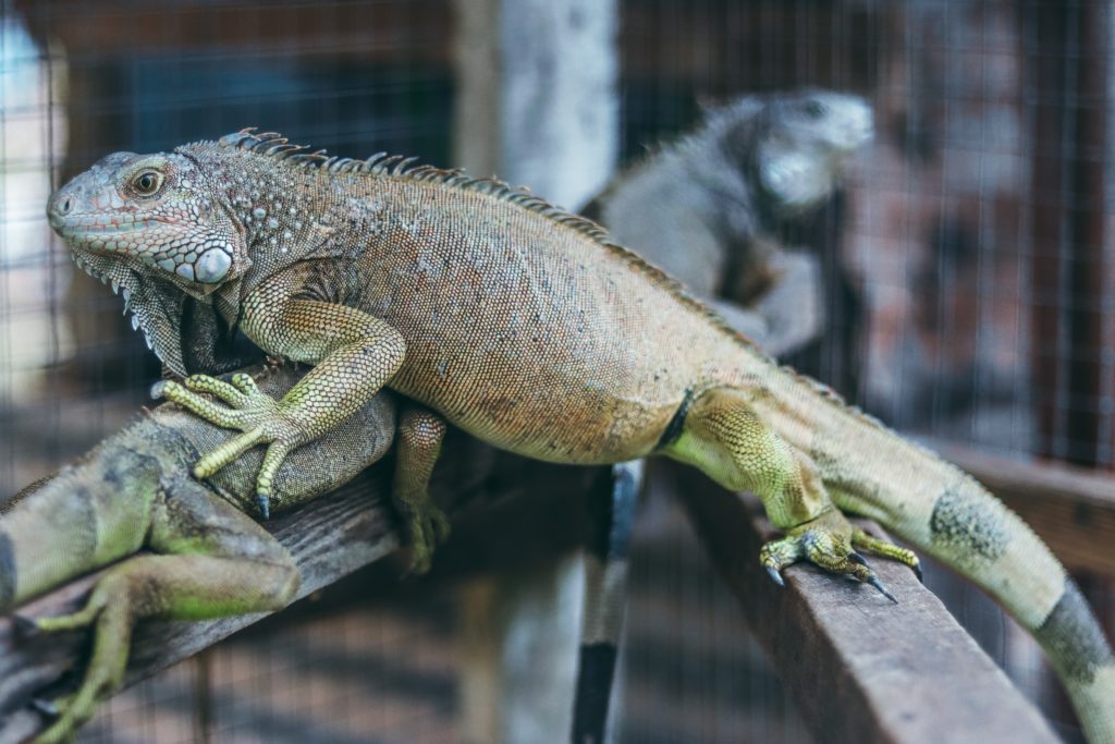 Does PetSmart Sell Iguanas?