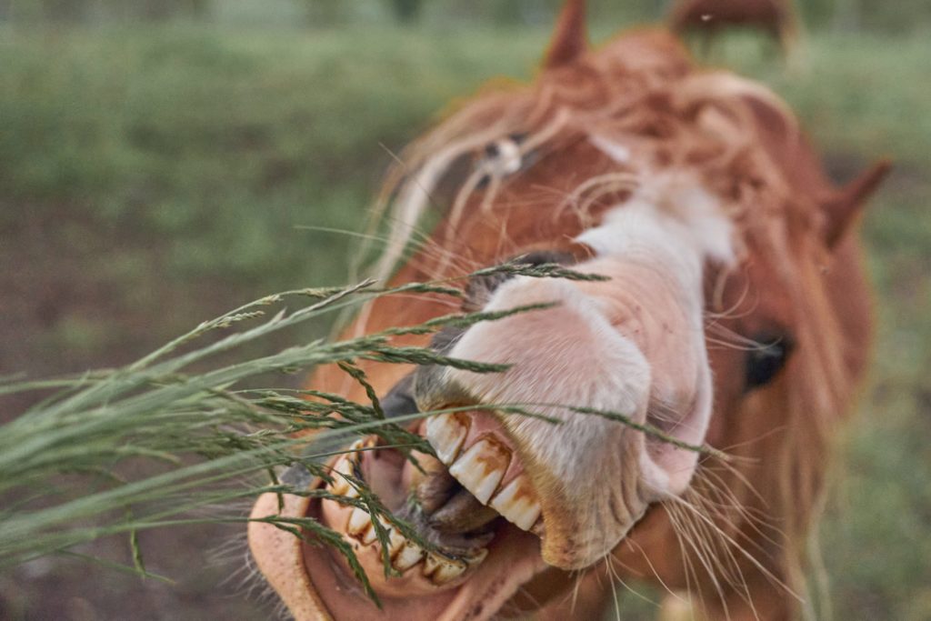 Horse Teeth Floating Cost