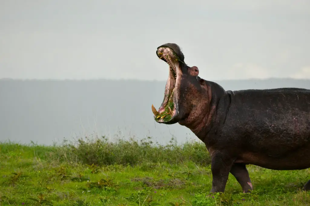 Hippo Versus Elephant - Know More Interesting Facts
