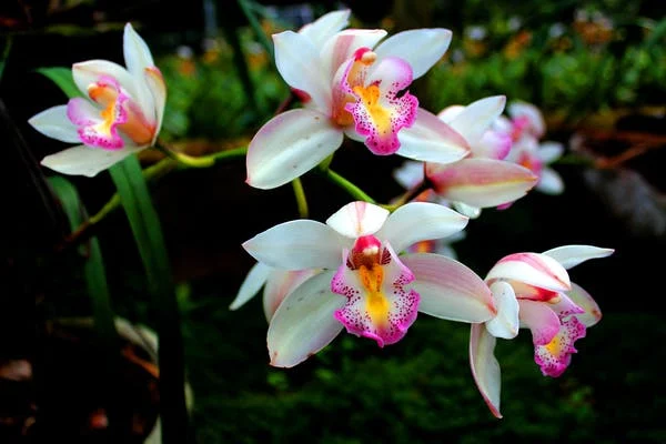 Why Are Orchids So Expensive?