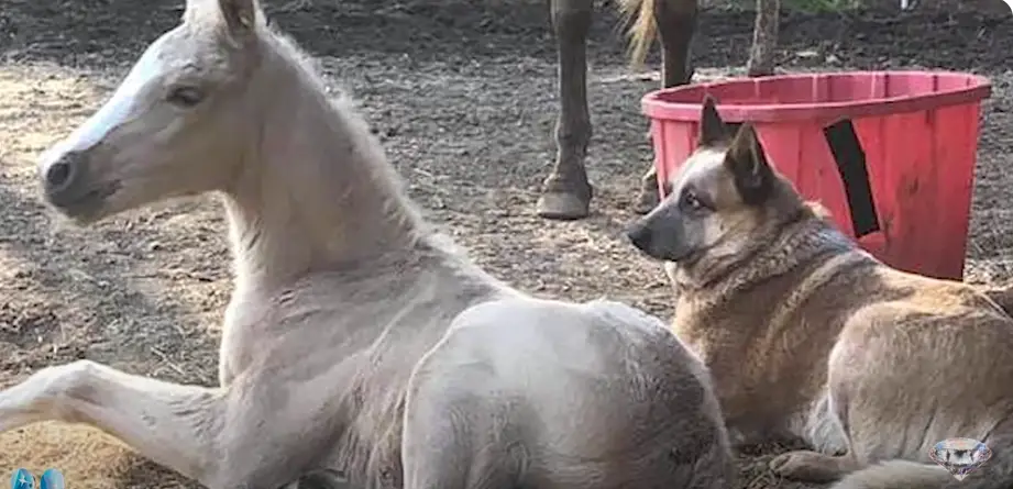  Heartwarming Tale: A Caring Canine's Unwavering Comfort to a Foal in Grief