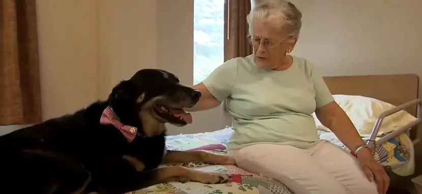 Heartwarming Tale: Canine Hero Breaks Out of Shelter to Visit Nursing Home Residents